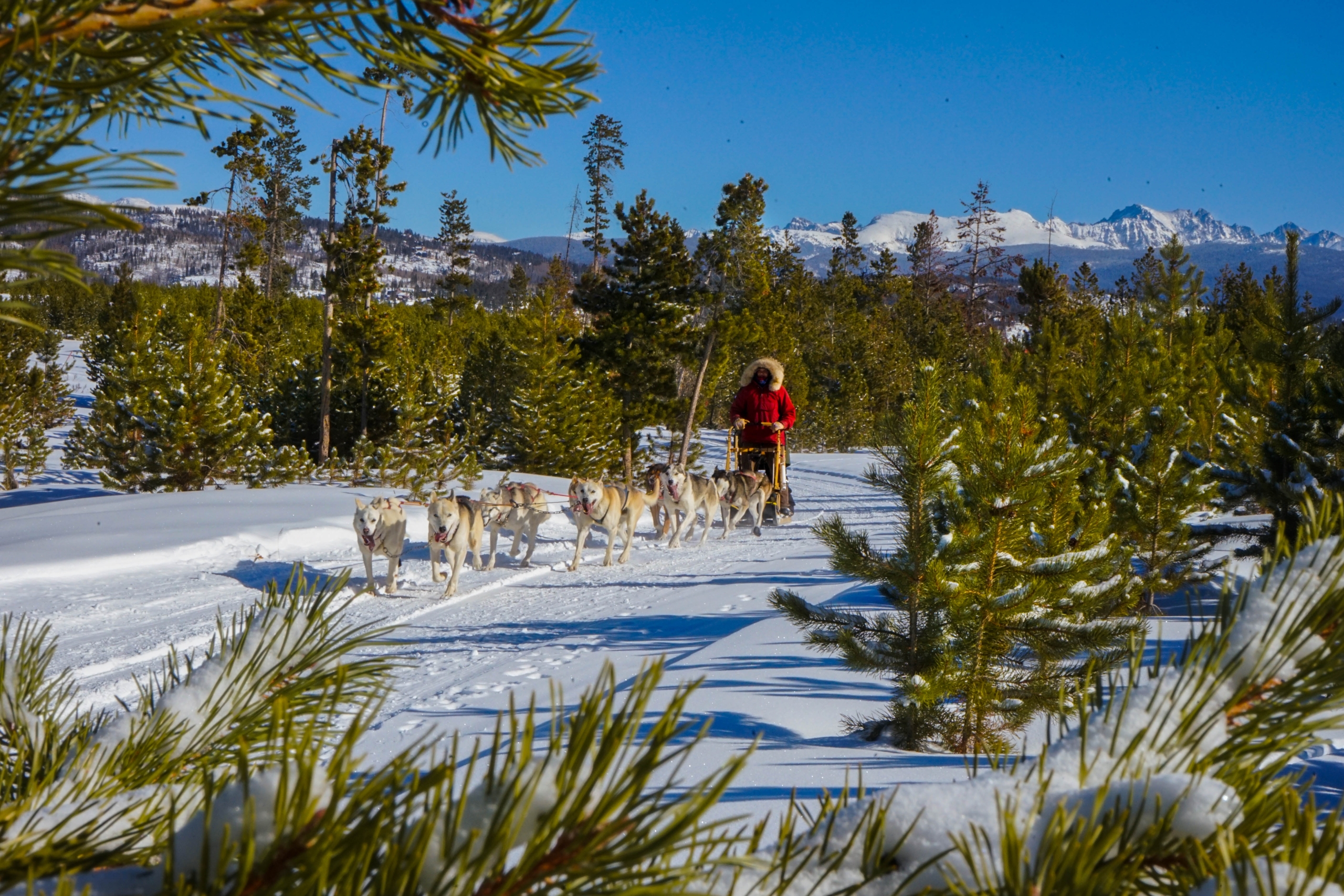 A team of dogs pulling a sled along freshly groomed trails