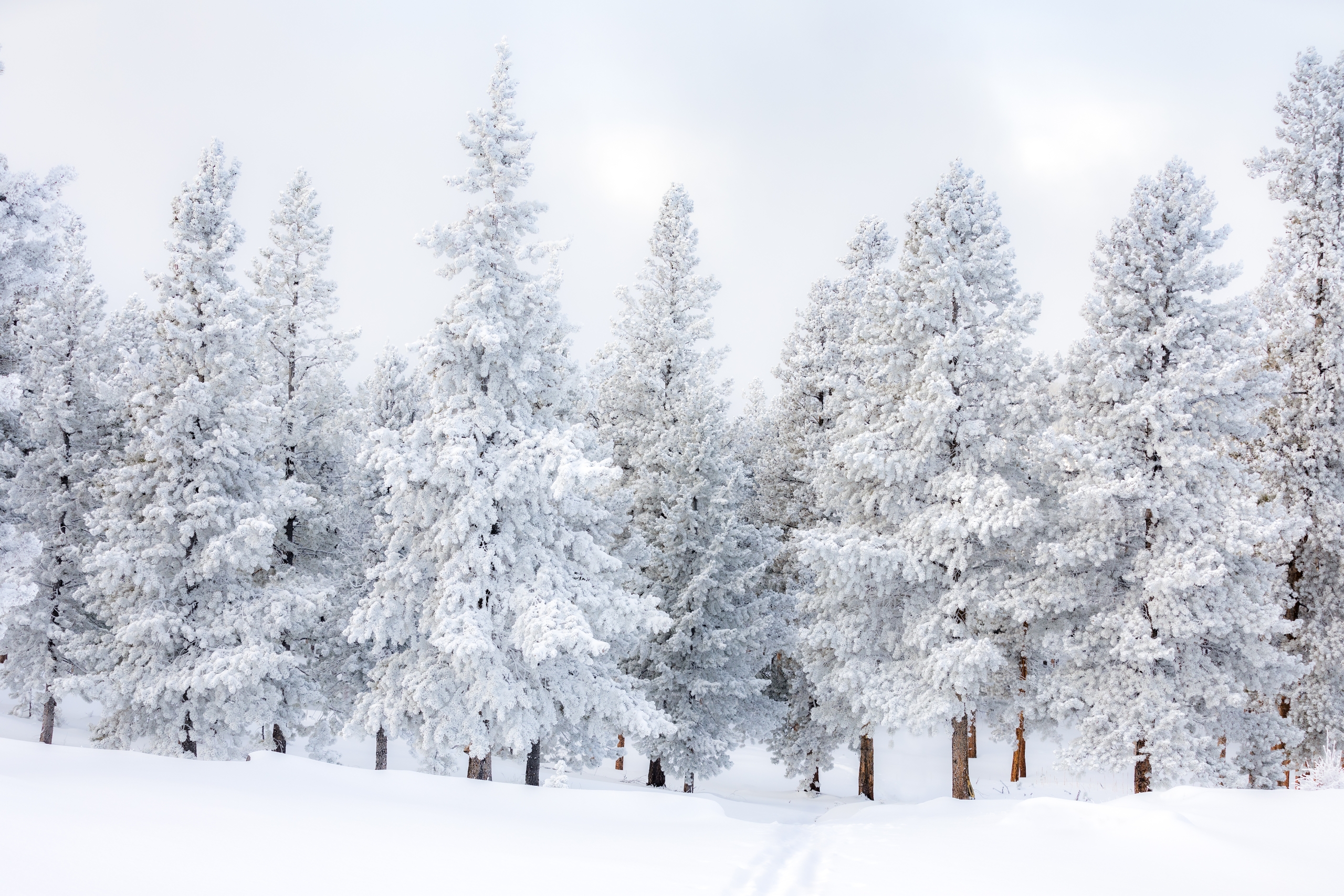 The edge of a forest completely blanketed in snow, forming an landscape that is almost entirely white.